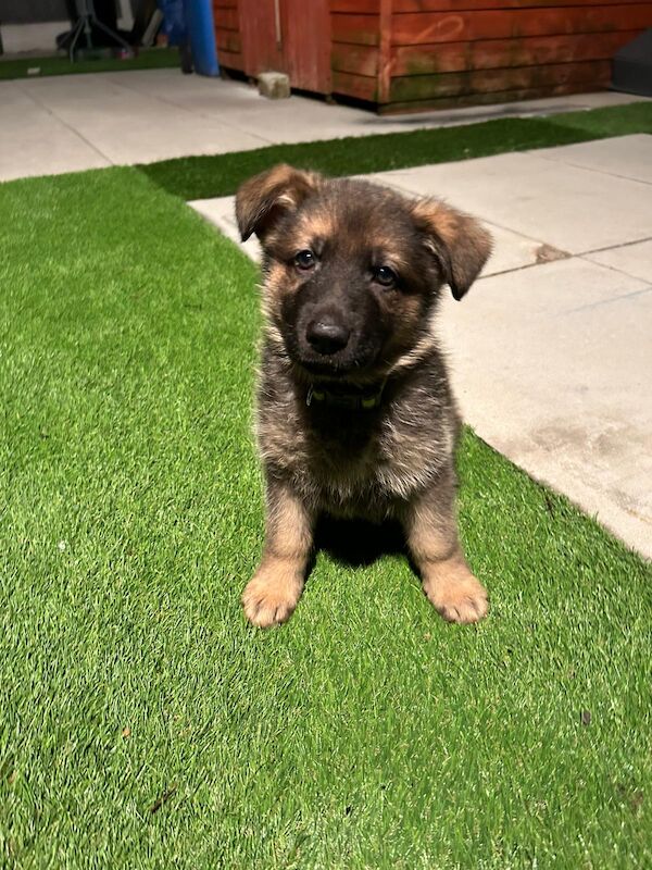 German Shepherd puppies for sale in Manchester, Greater Manchester – 1 year old - Image 11 of 12