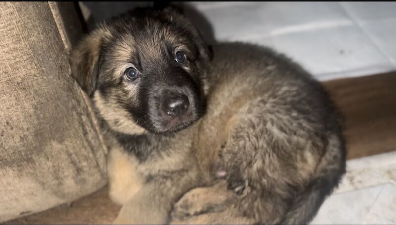 German Shepherd puppies for sale in Manchester, Greater Manchester – 1 year old - Image 12 of 12