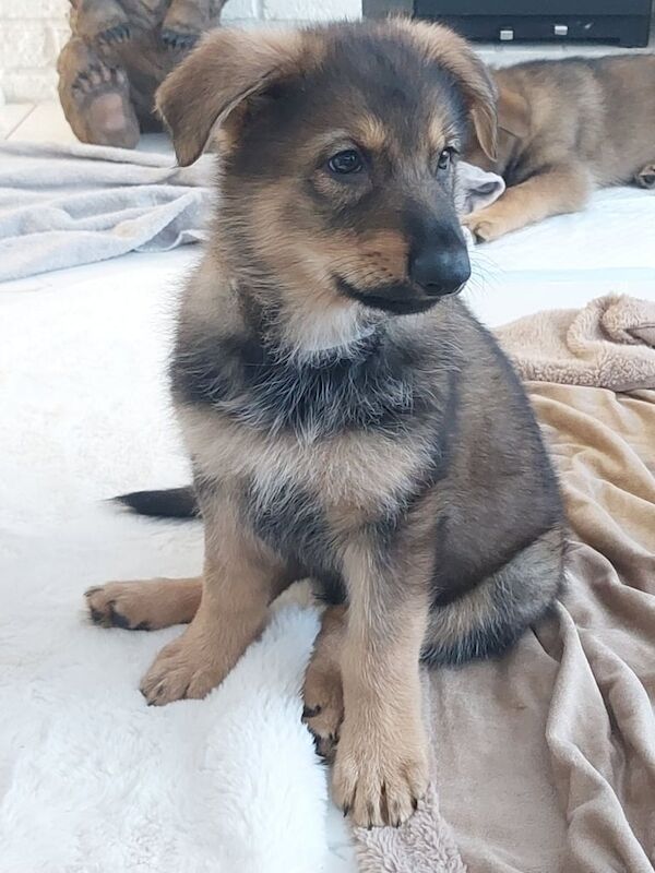 German Shepherd puppies for sale in Rustington, West Sussex – 11 months old - Image 2 of 3