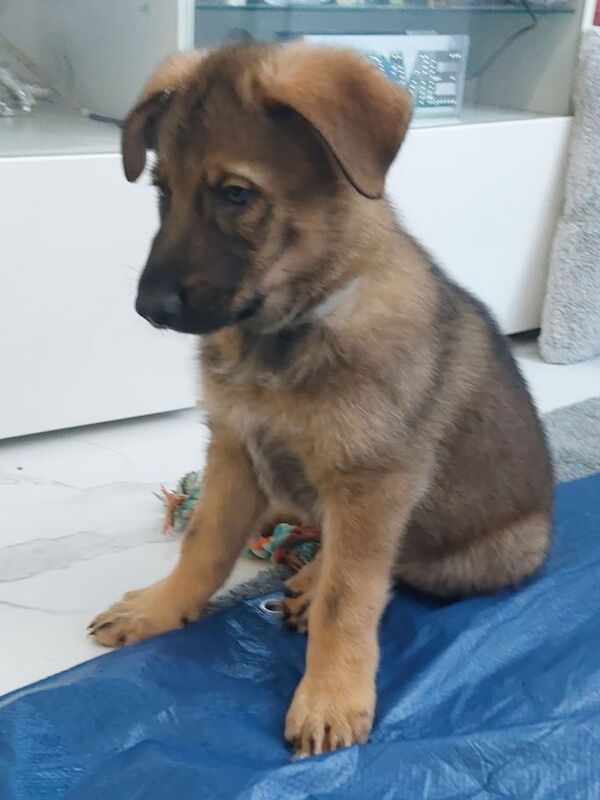 German Shepherd puppies for sale in Rustington, West Sussex – 11 months old - Image 3 of 3