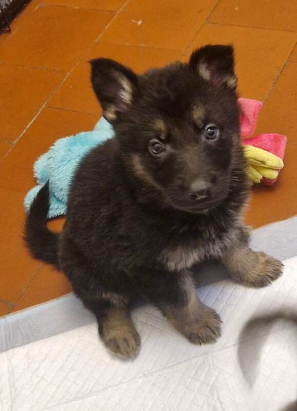 German shepherd puppies ready soon!!