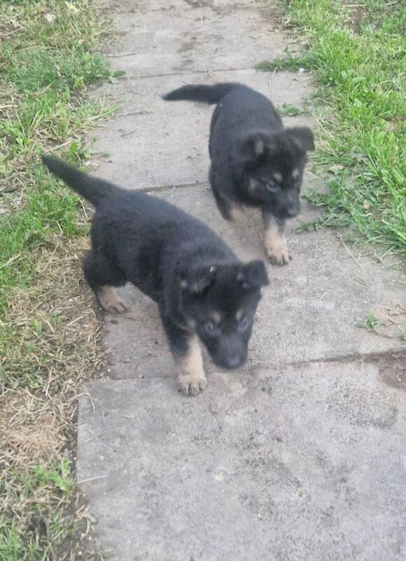 German shepherd puppies ready soon!! - Image 2 of 5
