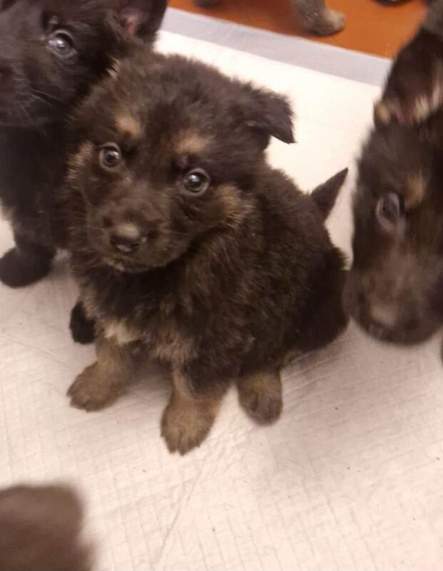German shepherd puppies ready soon!! - Image 3 of 5