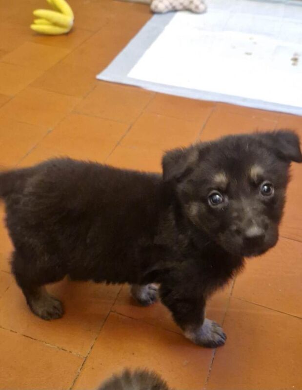 German shepherd puppies ready soon!! - Image 4 of 5