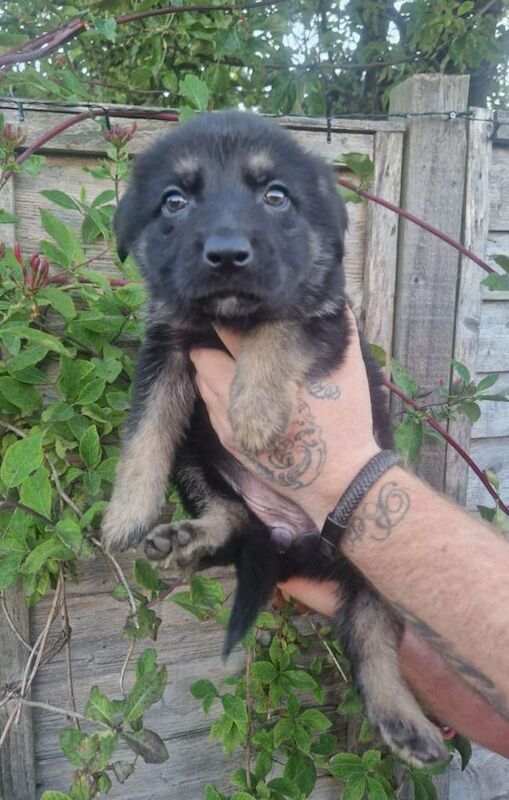 German shepherd puppies ready soon!! - Image 5 of 5