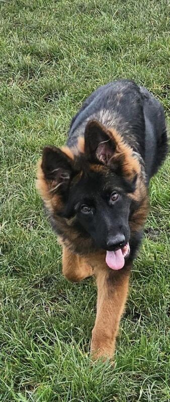 German Shepherd puppies for sale in Warwick, Warwickshire – 11 weeks old