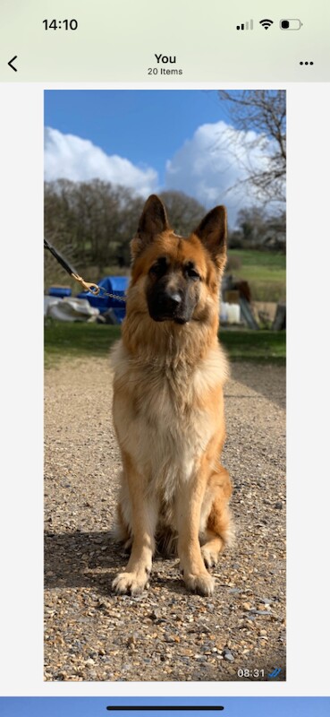 German Shepherd puppies ready to go - Image 2 of 2