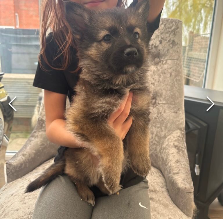 German shepherd puppies ready to go