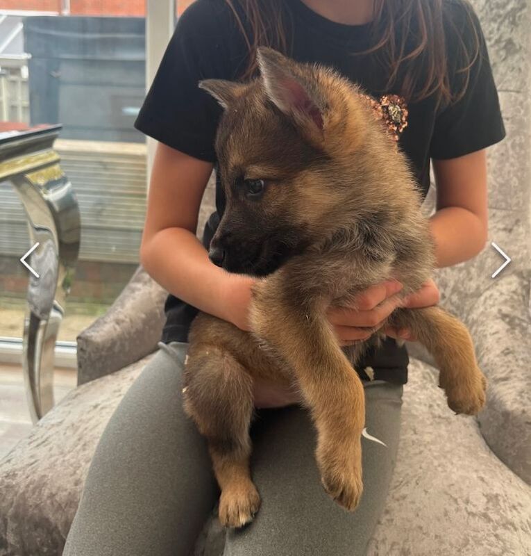 German shepherd puppies ready to go - Image 2 of 3