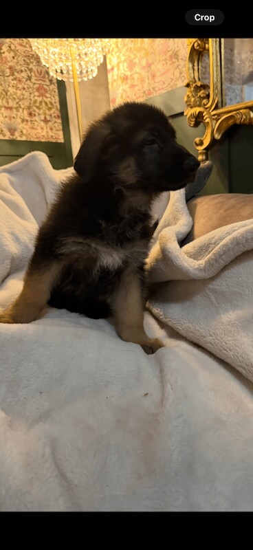 German Shepherd puppies for sale in Coventry, West Midlands – 10 weeks old - Image 4 of 5