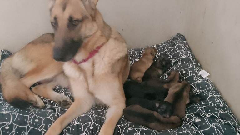 German Shepherd puppies for sale in Bradford, West Yorkshire – 4 months old - Image 2 of 2