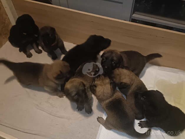 German Shepherd puppies for sale in Wandsworth, Greater London – 1 year old - Image 2 of 4