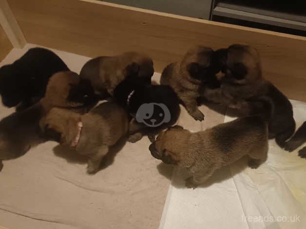 German Shepherd puppies for sale in Wandsworth, Greater London – 1 year old - Image 3 of 4