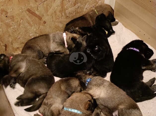 German Shepherd puppies for sale in Wandsworth, Greater London – 1 year old - Image 4 of 4
