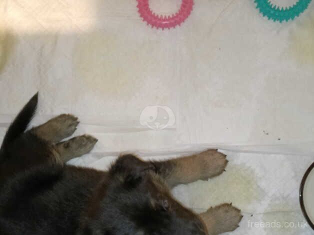 German Shepherd puppies for sale in Wandsworth, Wandsworth, Greater London – 1 year old - Image 1 of 5