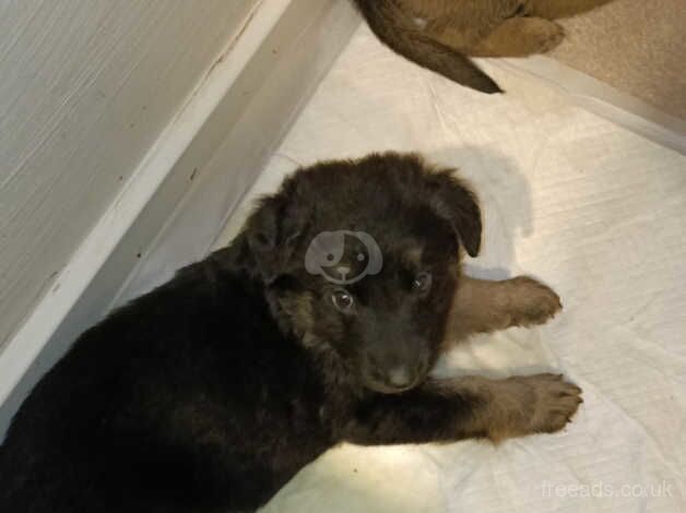German Shepherd puppies for sale in Wandsworth, Wandsworth, Greater London – 1 year old - Image 2 of 5