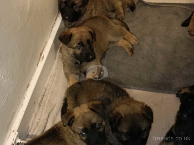 German Shepherd puppies for sale in Wandsworth, Wandsworth, Greater London – 1 year old - Image 3 of 5