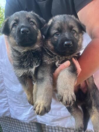 German Shepherd puppies for sale in Luton, Devon – 1 year old - Image 1 of 5
