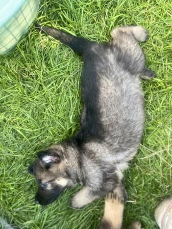 German Shepherd puppies for sale in Luton, Devon – 1 year old - Image 2 of 5