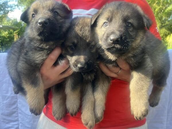 German Shepherd puppies for sale in Luton, Devon – 1 year old - Image 3 of 5
