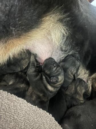 German Shepherd puppies for sale in Luton, Devon – 1 year old - Image 4 of 5