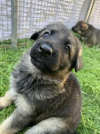 German Shepherd puppies for sale in Luton, Devon – 1 year old - Image 5 of 5