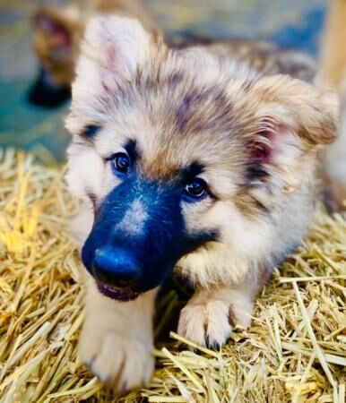 German Shepherd Puppies Stunning for sale in Higham, Derbyshire - Image 1