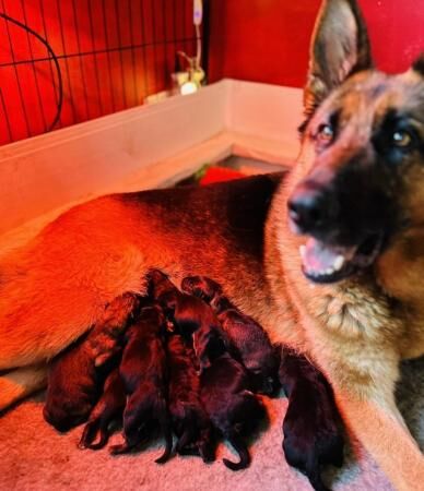German Shepherd Puppies Stunning for sale in Higham, Derbyshire - Image 3
