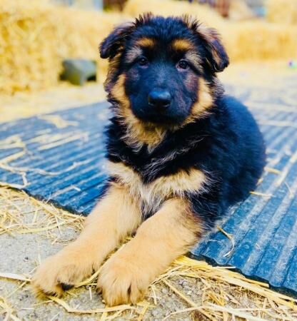 German Shepherd Puppies Stunning for sale in Higham, Derbyshire - Image 4