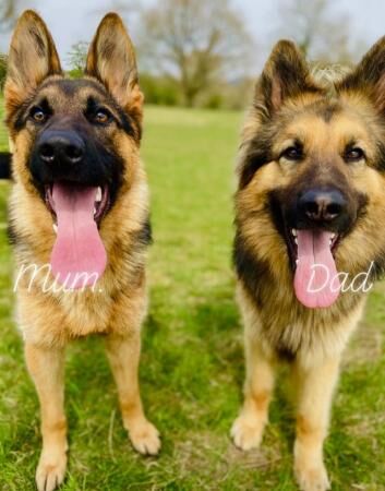 German Shepherd Puppies Stunning for sale in Higham, Derbyshire - Image 5