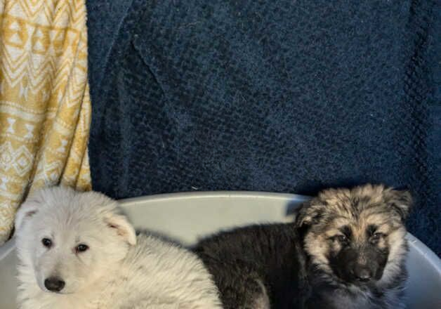 German Shepherd puppies*READY NOW* - Image 2 of 3