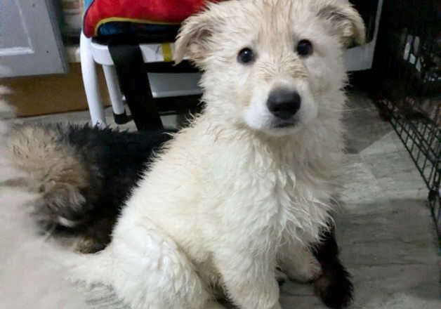 German Shepherd puppies*READY NOW* - Image 3 of 3