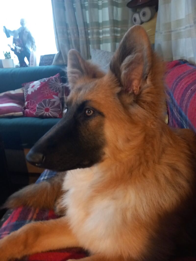 German shepherd puppy for sale in Morecambe, Lancashire - Image 3