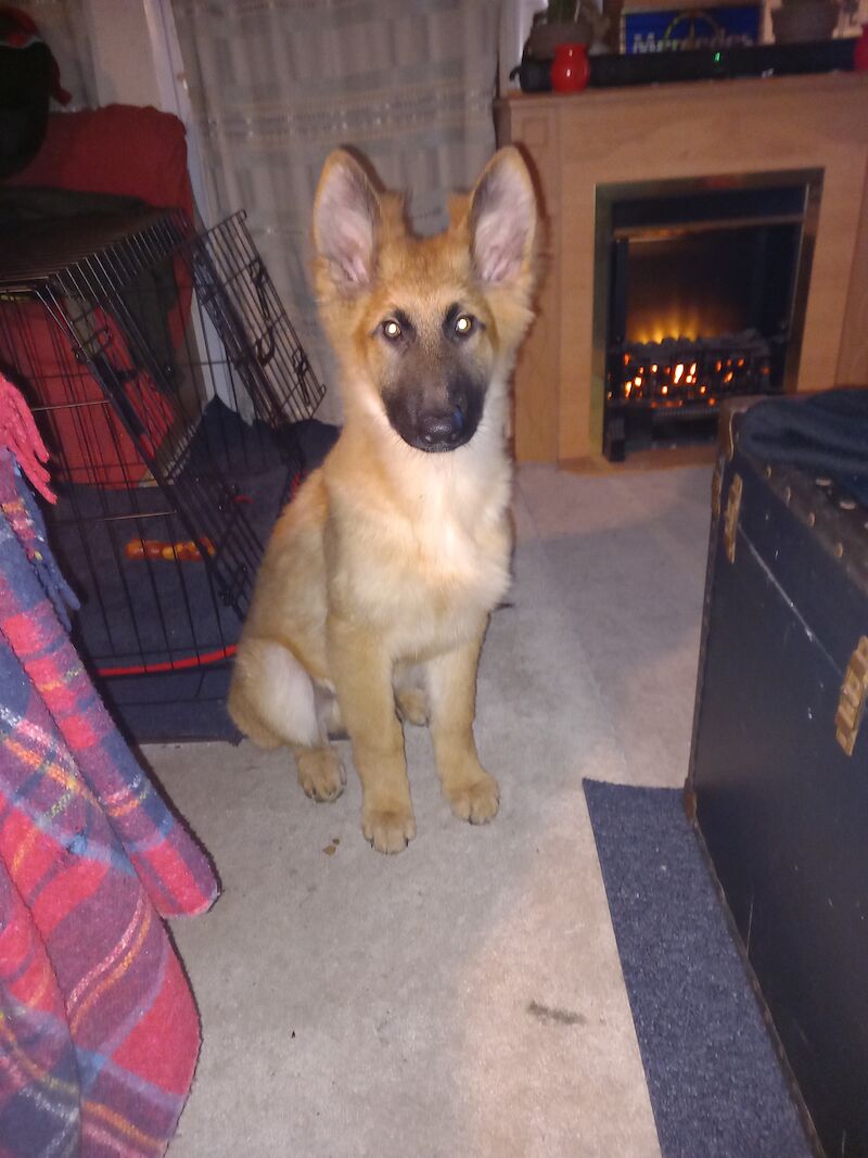 German shepherd puppy for sale in Morecambe, Lancashire - Image 4
