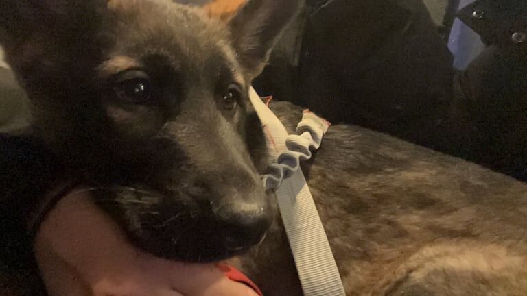 German Shepherd puppies for sale in London – 1 year old - Image 2 of 3