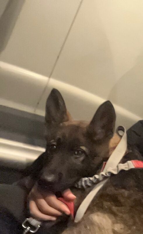 German Shepherd puppies for sale in London – 1 year old - Image 3 of 3