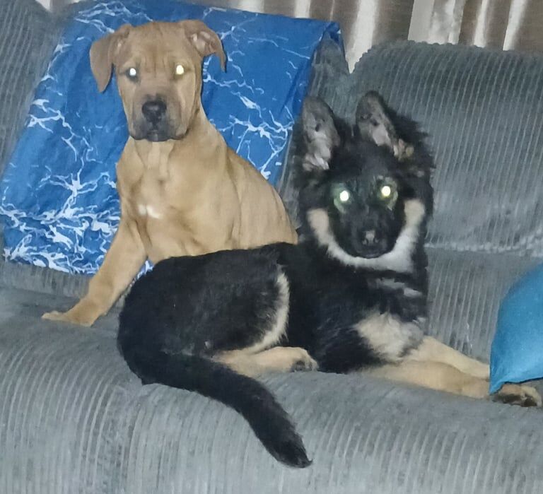 German Shepherd puppies for sale in Durham, County Durham – 1 year old - Image 2 of 3