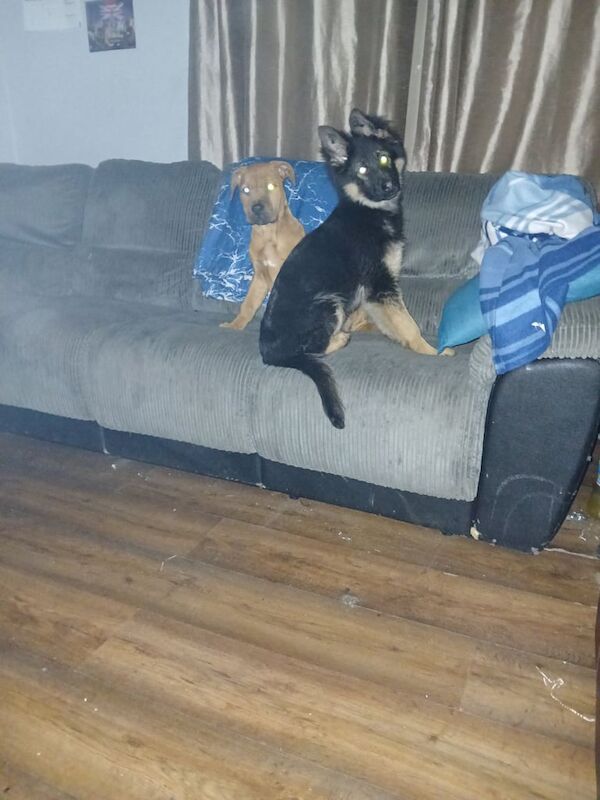 German Shepherd puppies for sale in Durham, County Durham – 1 year old - Image 3 of 3