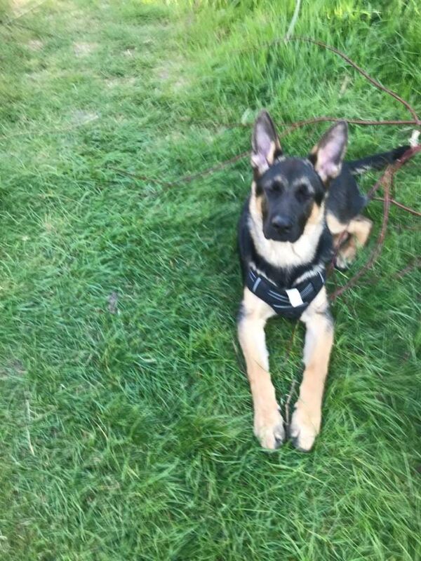 German Shepherd Puppies For Sale