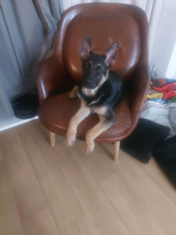 German shepherd puppy 5 months - Image 4 of 4