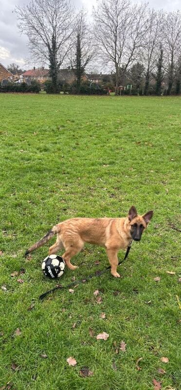 German Shepherd puppies for sale in Basildon, Essex – 5 months old