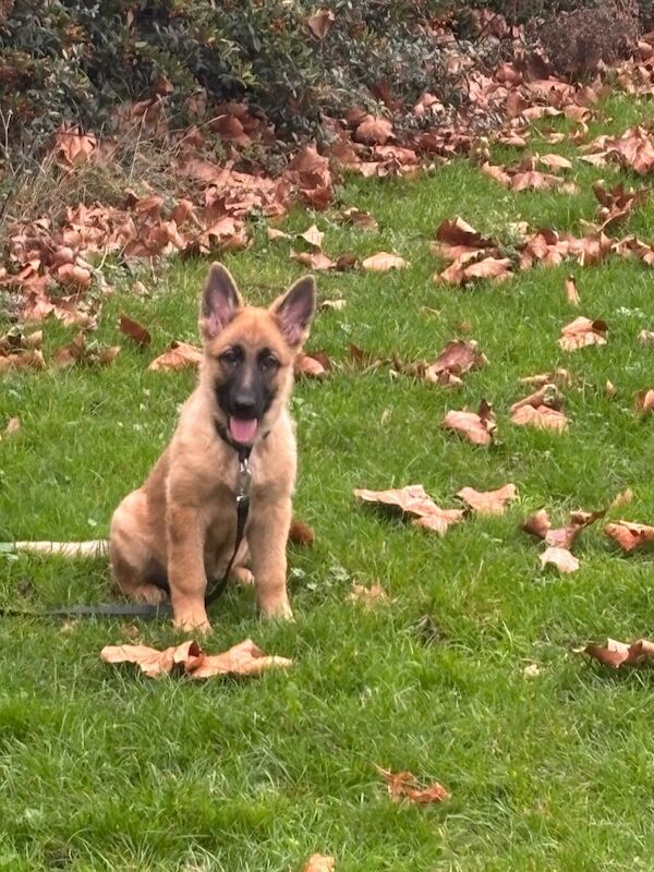German Shepherd puppies for sale in Basildon, Essex – 5 months old - Image 2 of 2