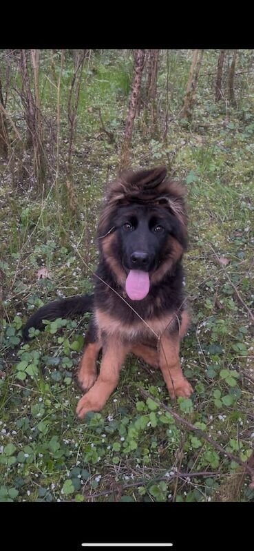 German Shepherd puppies for sale in Castle Bromwich, West Midlands – 6 months old