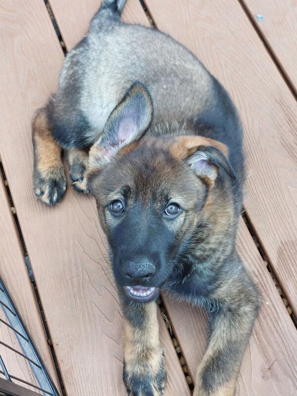 German Shepherd puppies for sale in Solihull, West Midlands – KC registered, 9 weeks old