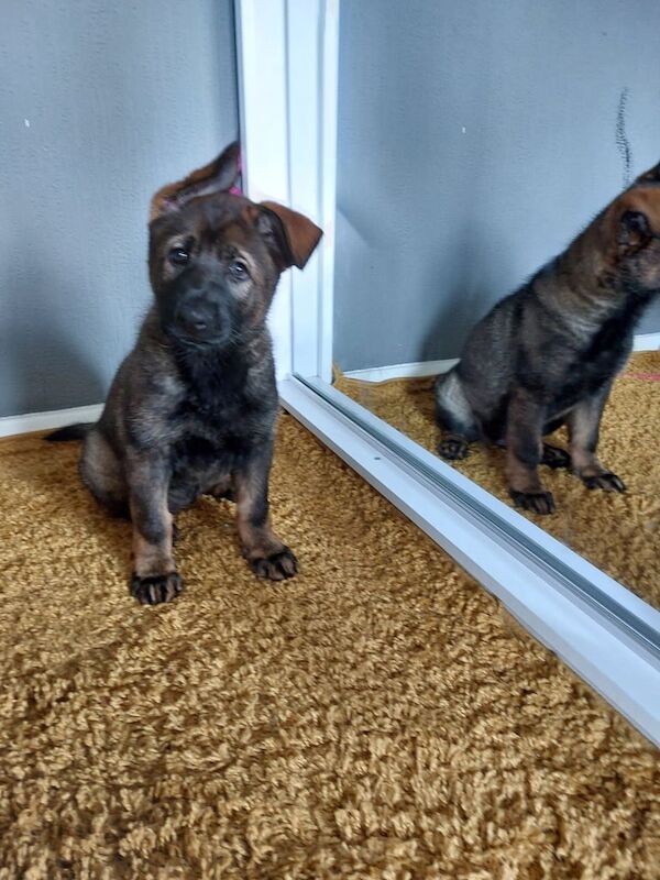 German Shepherd puppies for sale in Solihull, West Midlands – KC registered, 9 weeks old - Image 2 of 3