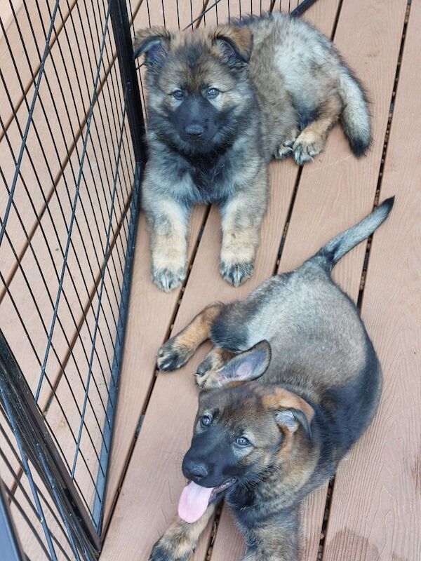 German Shepherd puppies for sale in Solihull, West Midlands – KC registered, 9 weeks old - Image 3 of 3