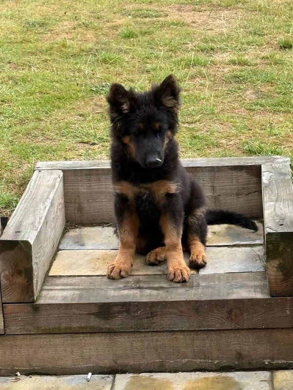 German Shepherd puppies for sale in Halesowen, West Midlands – 11 weeks old
