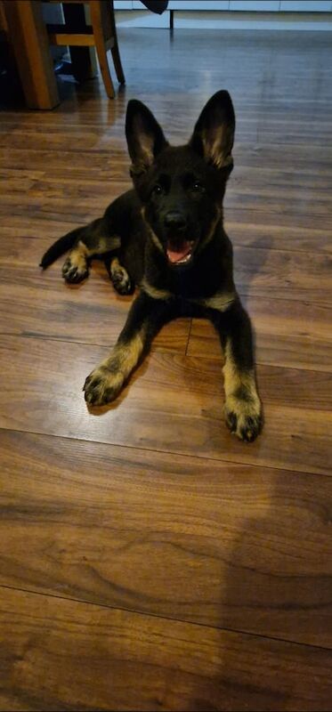 German Shepherd puppies for sale in Mirfield, West Yorkshire – 10 weeks old