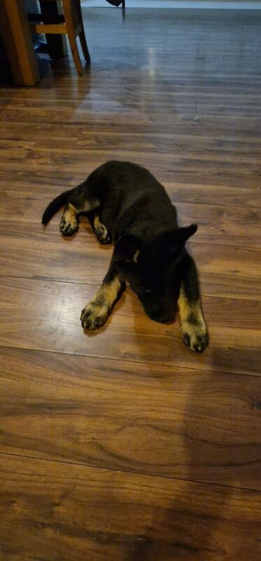 German Shepherd puppies for sale in Mirfield, West Yorkshire – 10 weeks old - Image 2 of 3