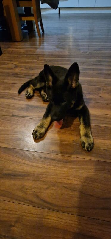 German Shepherd puppies for sale in Mirfield, West Yorkshire – 10 weeks old - Image 3 of 3